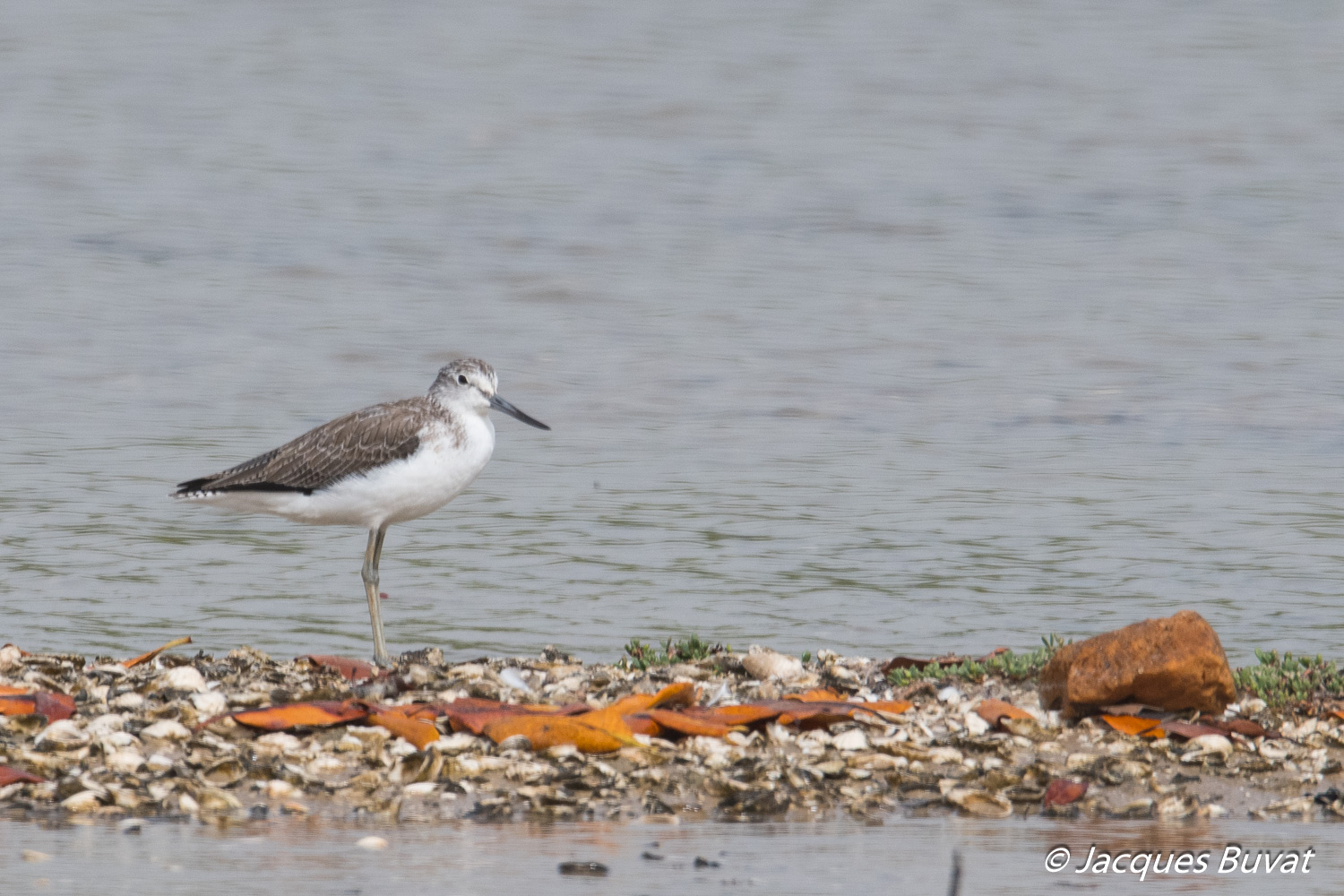 Chevalier Aboyeur internuptial (Common Greenshank, Tringa Nebularia), Réserve Naturelle d'Intérêt Communautaire de la Somone.